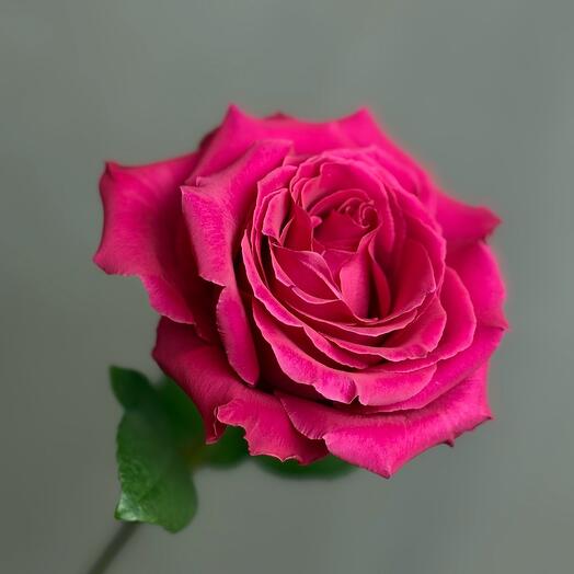 Роза Фул Монти