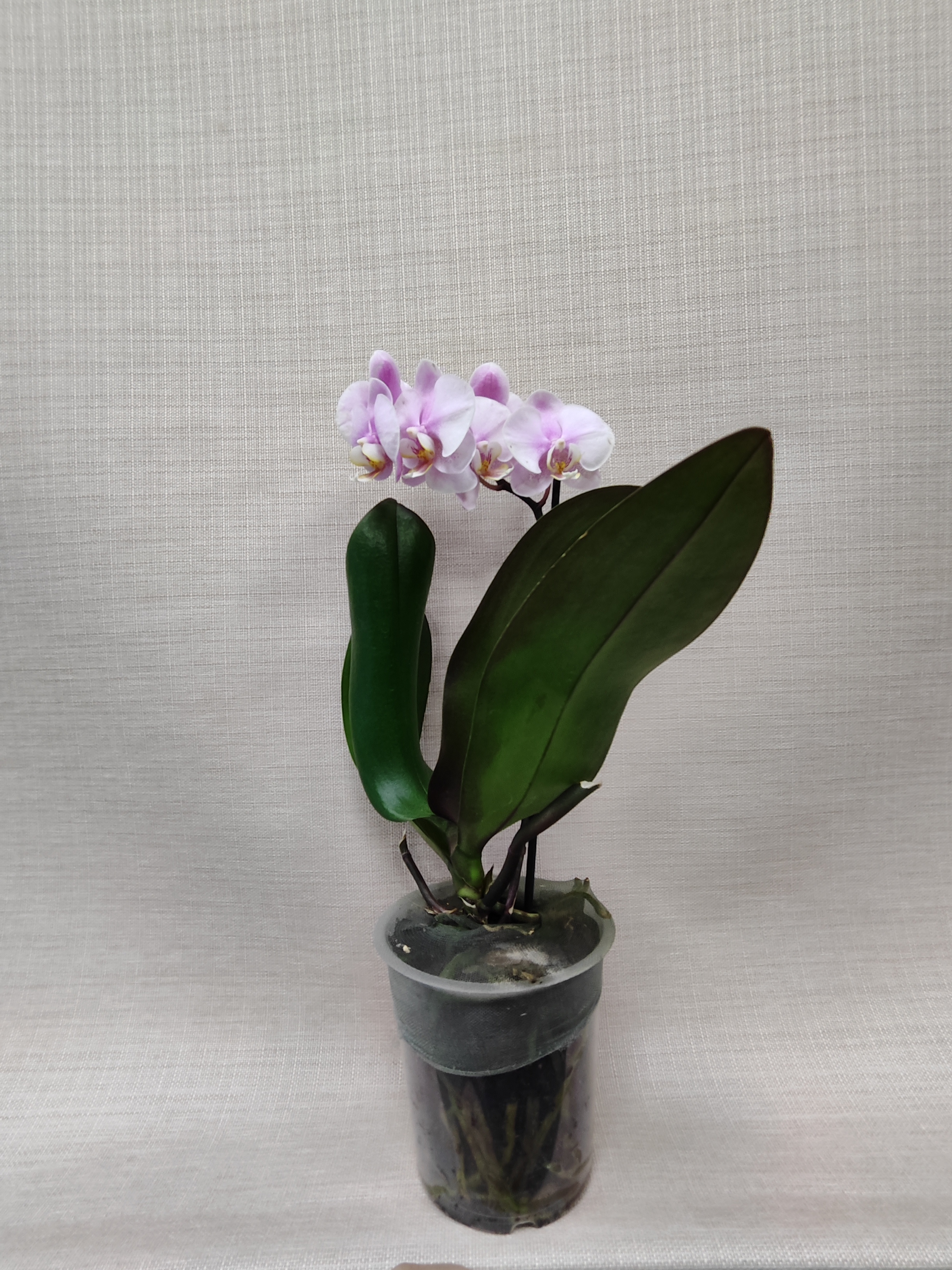 Фаленопсис мини 31 нежно сиреневая 