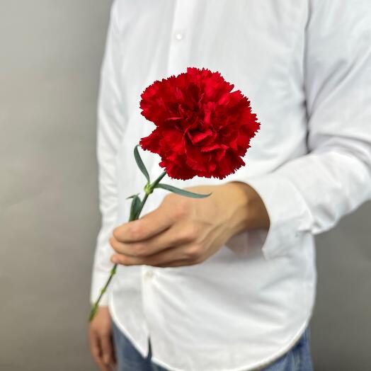 Гвоздика красная