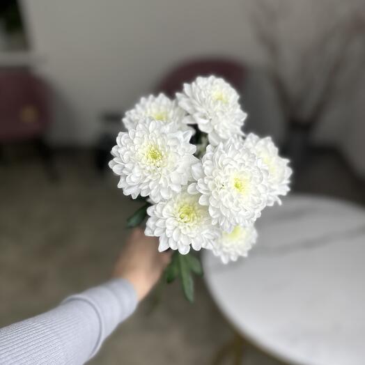 Хризантема кустовая белая Алтай