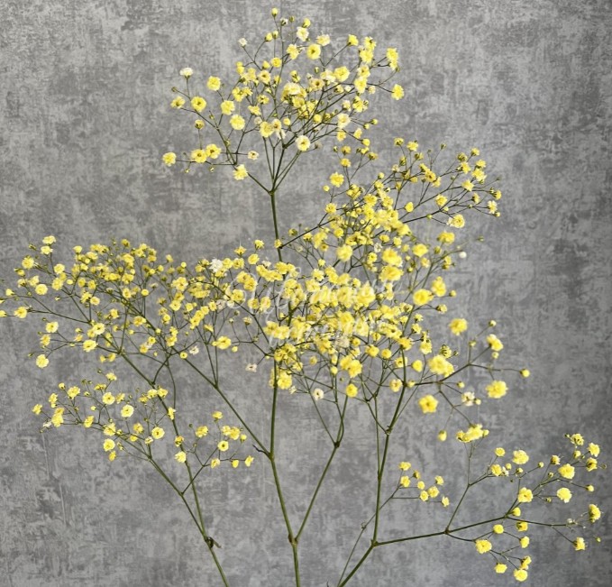 Гипсофила желтая