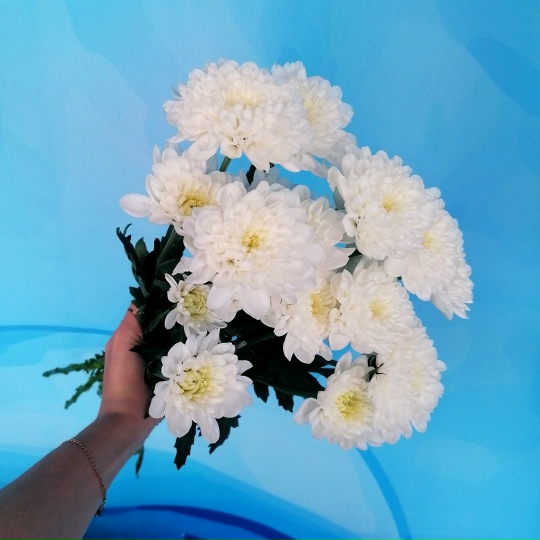 Хризантемы