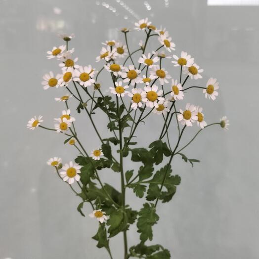 Танацетум (ромашка) 