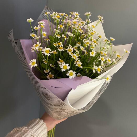 Ромашки полевые