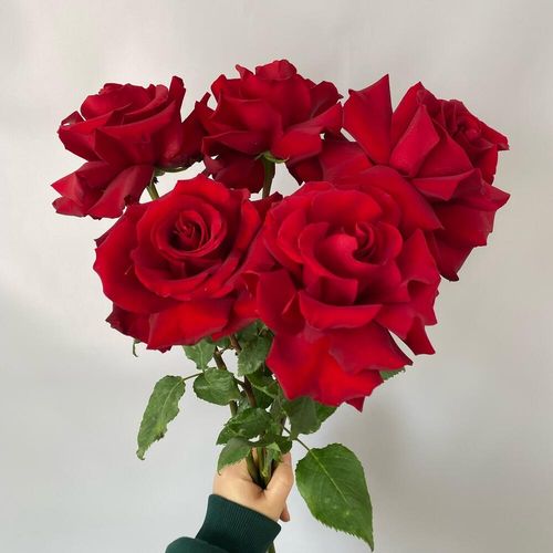 Букет из 5 французских роз