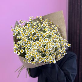 15 кустовых ромашек