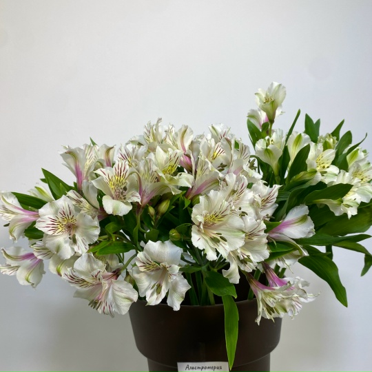 Альстромерия