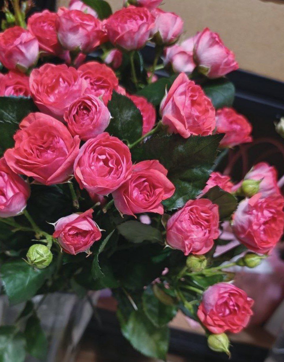 Кустовая роза VIP MIX