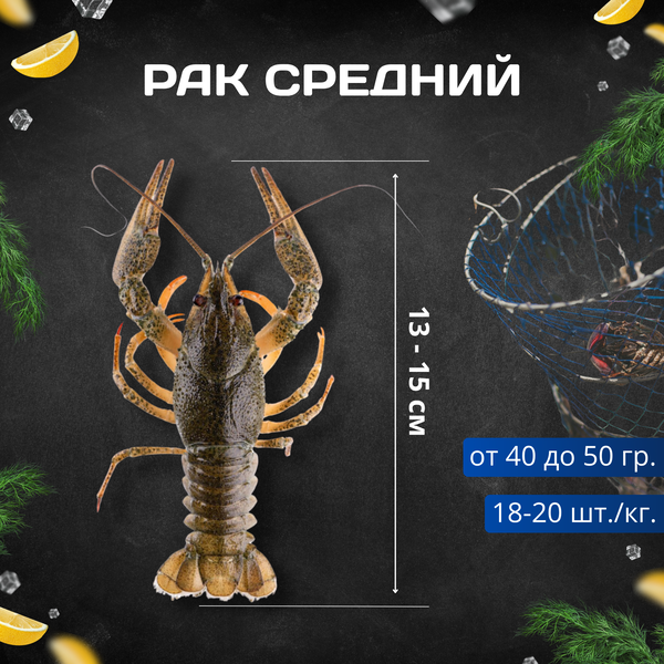 Рак S - живые средний