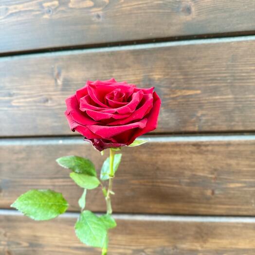 Красная роза 50 см