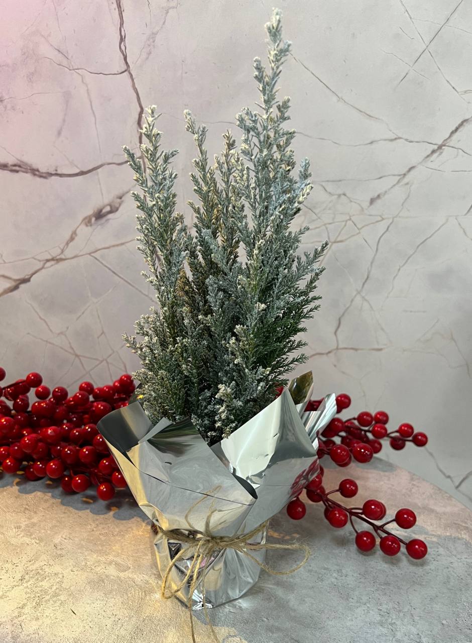 Кипарисовик в горшочке