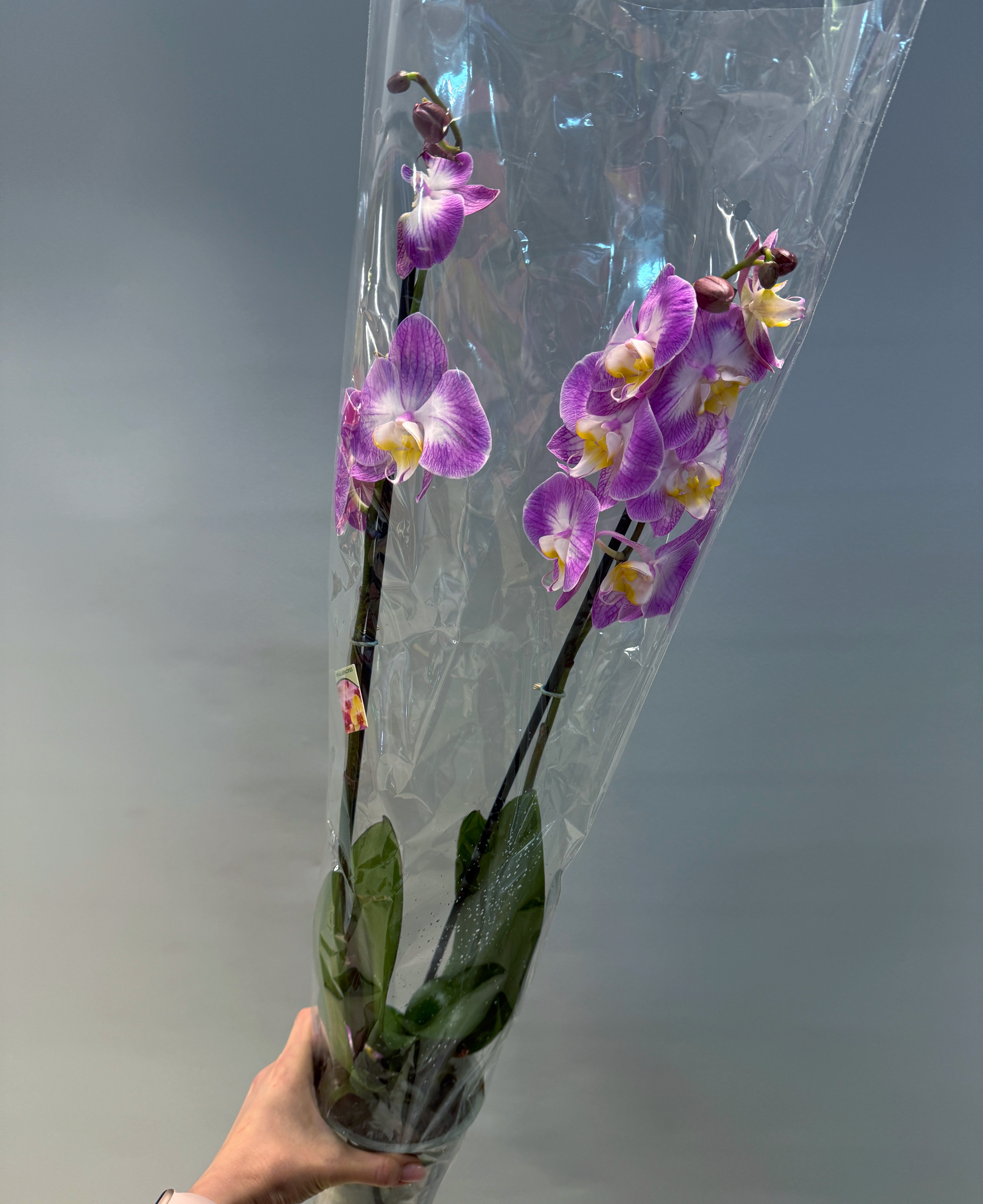 Фаленопсис