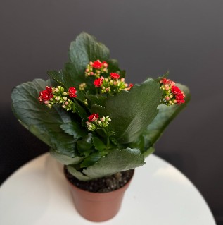 Каланхое микс красная