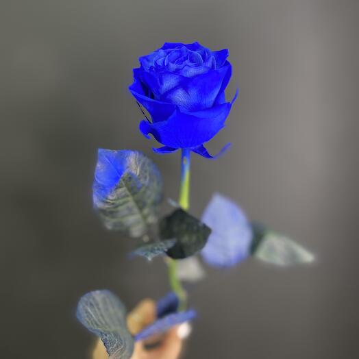 Роза синяя