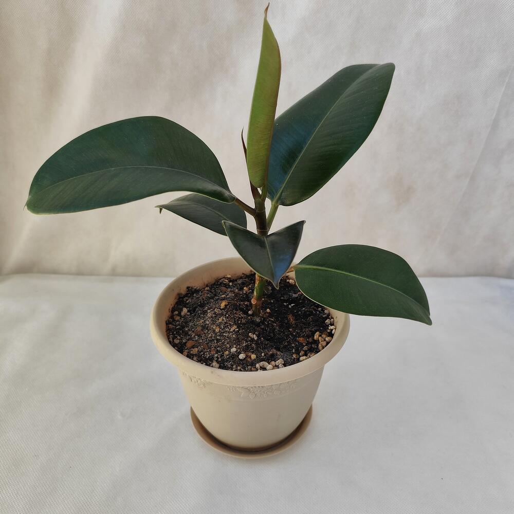 Комнатное растение Фикус Эластика