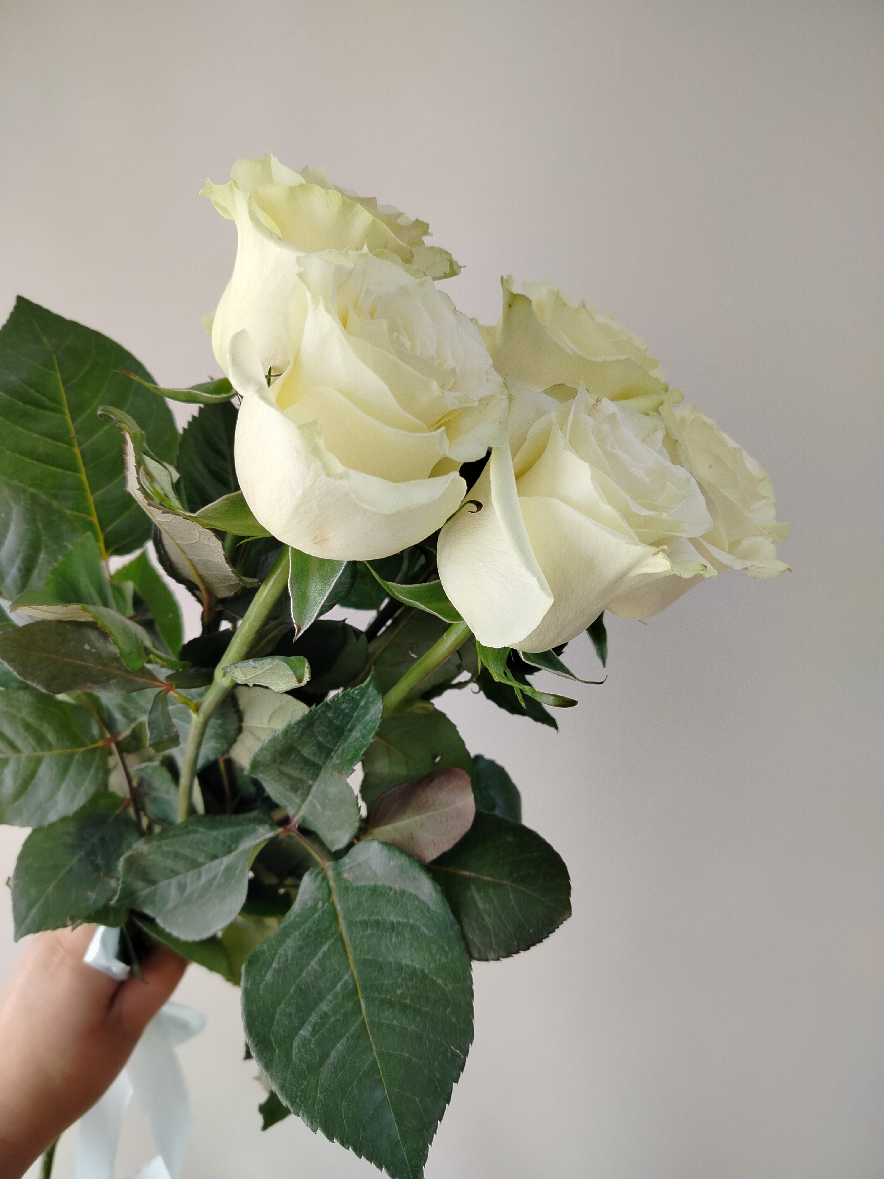 Розы Мондиаль