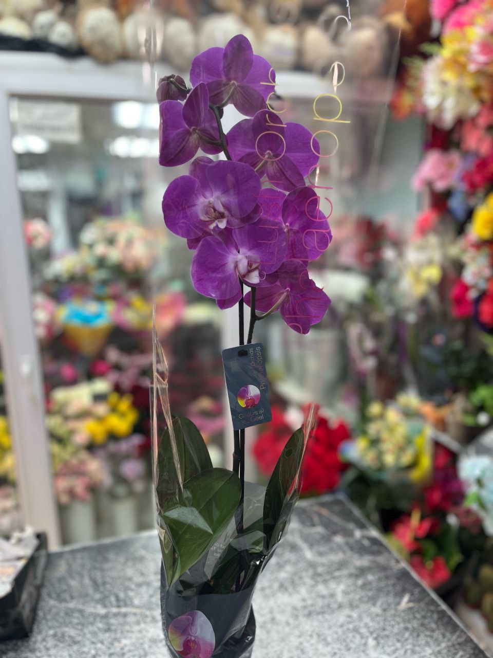 Орхидея (Фаленопсис) фиолетовая