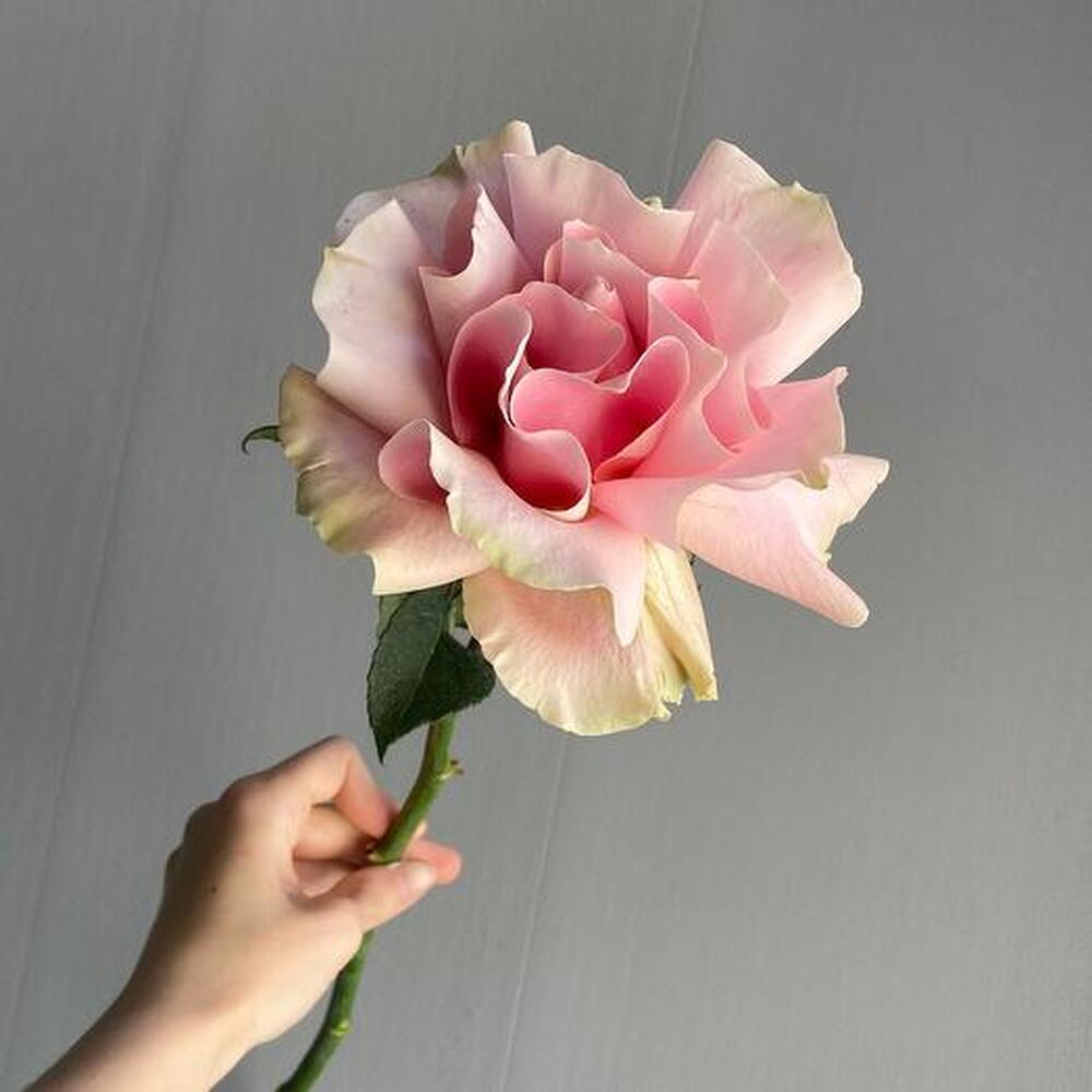 Французская роза (мин.7 шт)