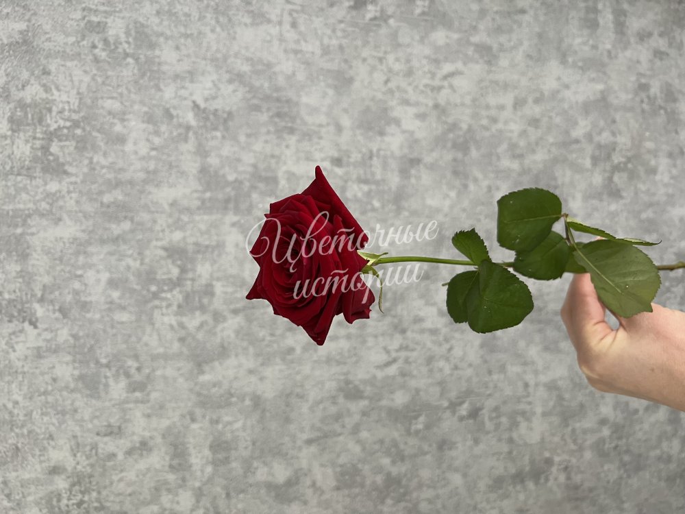 Роза красная Россия 50 см