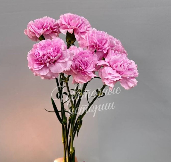 Диантус розовый