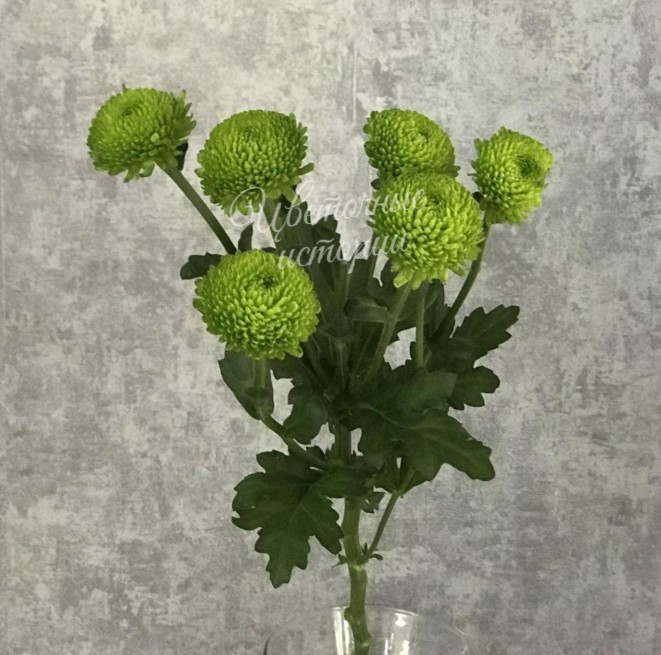 Хризантема кустовая Филин Грин зелёная