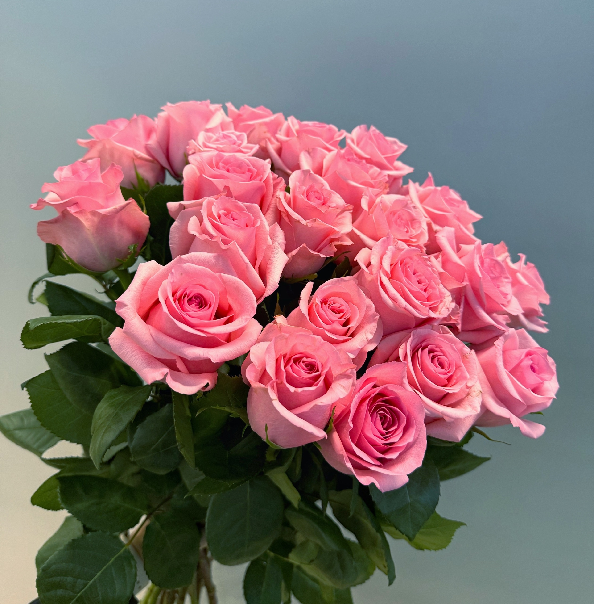 23 розовых розы