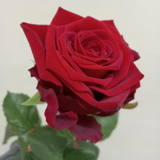 Красная роза Ред наоми