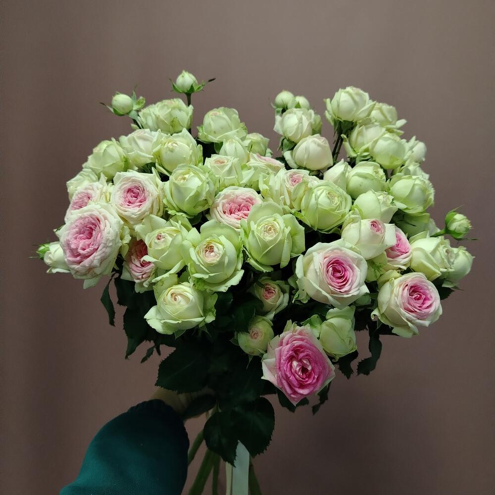 Кустовая роза Джелато 