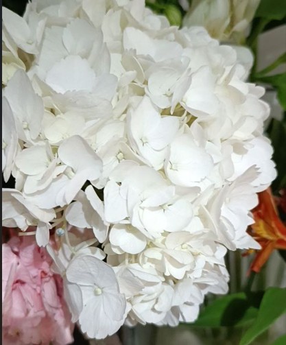 Гортензия белая 1шт