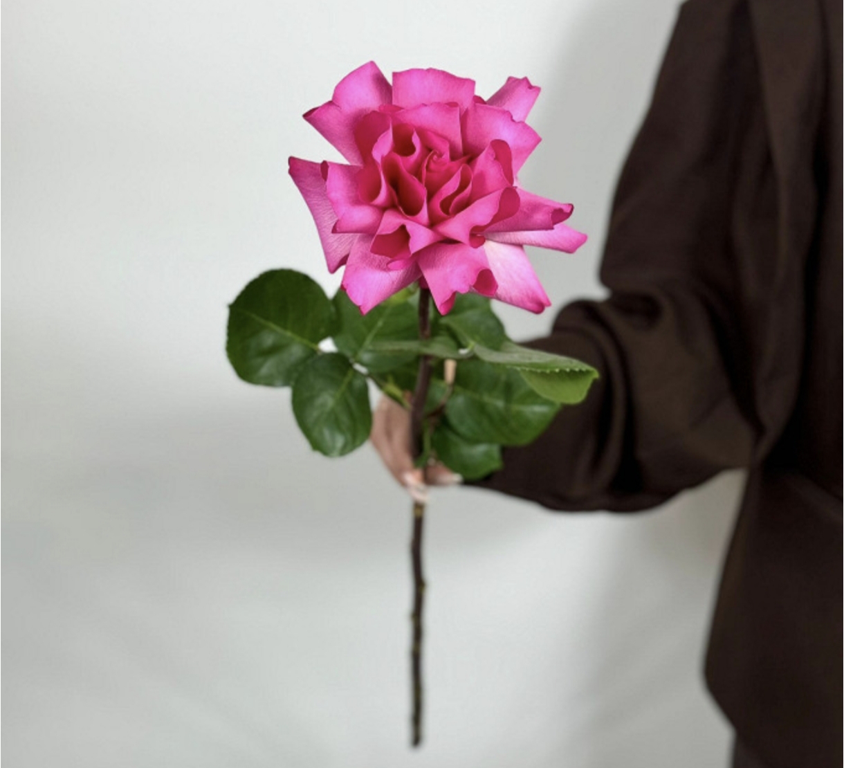 Роза с французским разворотом