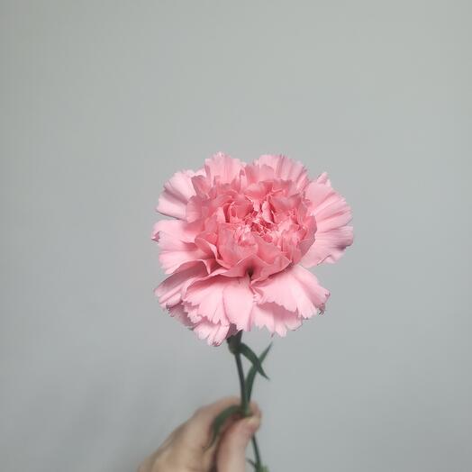 Диантус сортовой