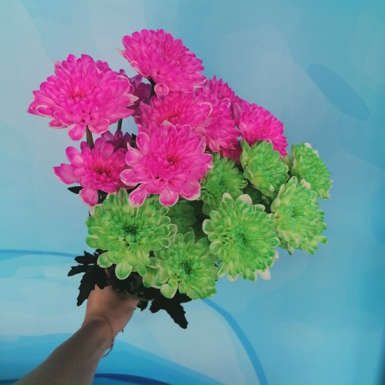 Хризантемы крашенные