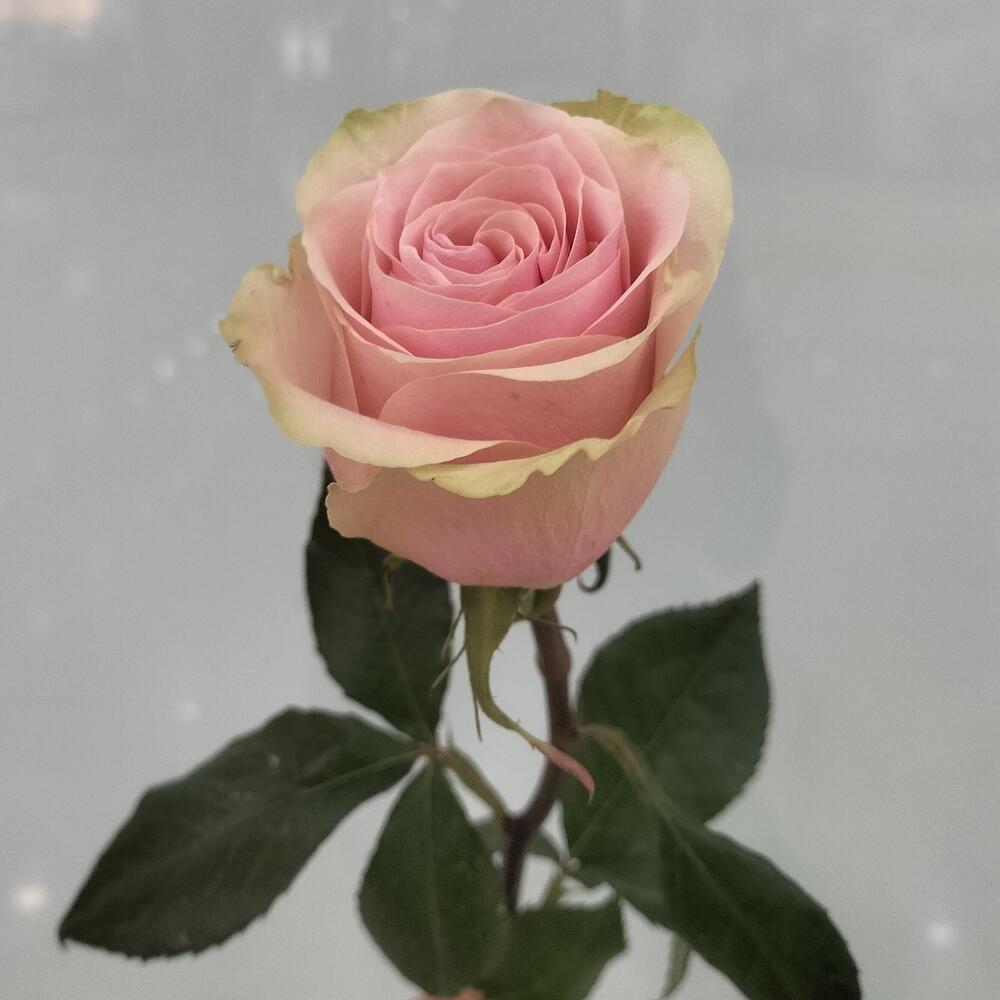 Роза розовая