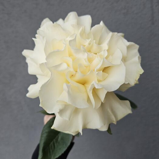 Белая французская роза