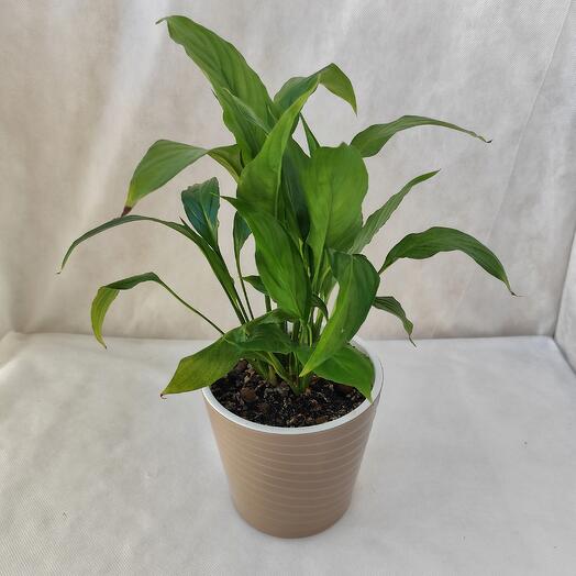 Комнатное растение Спатифиллум