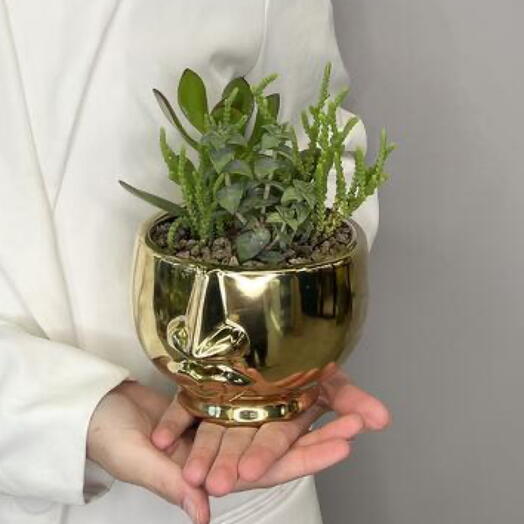 Микс суккулентов «Дыхание Крассулы»