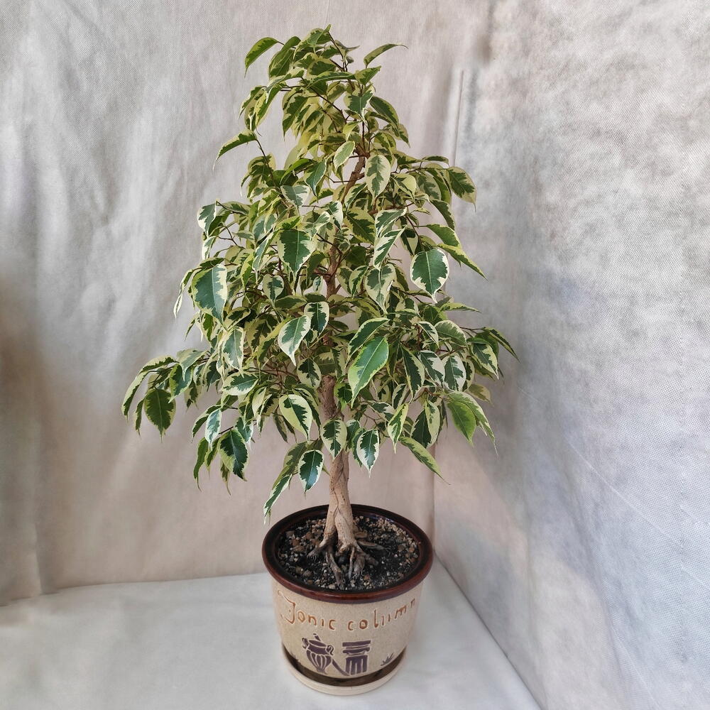 Фикус Бенджамина на штамбе, возраст 10 лет