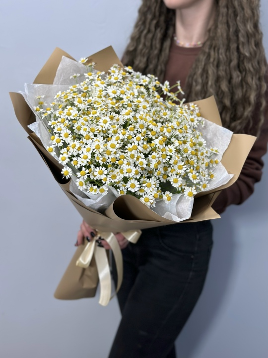 Полевые ромашки