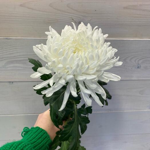 Хризантема Гагарин