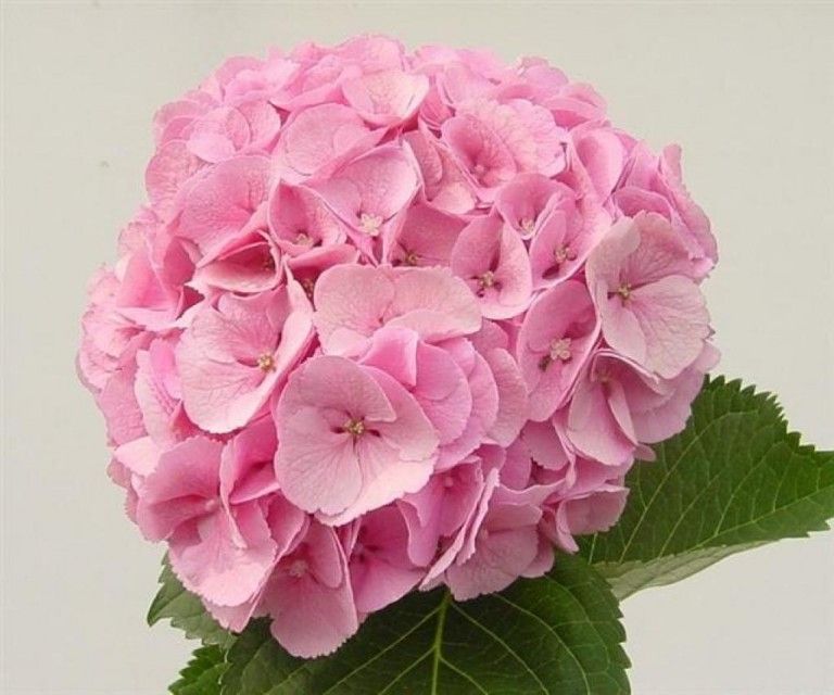 Гортензия розовая 1шт