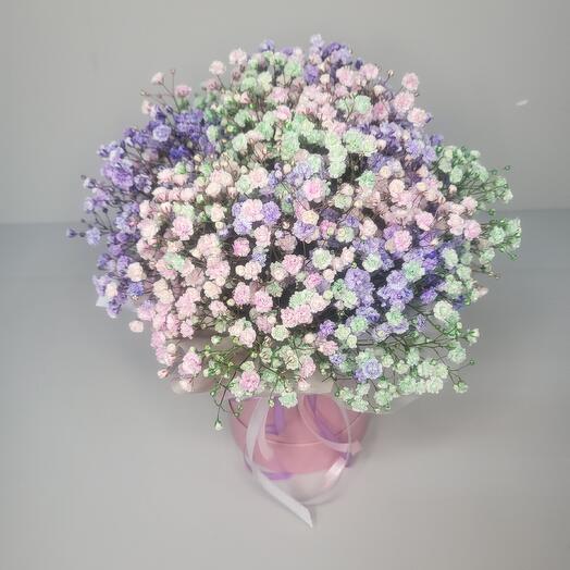 Гипсофила радужная в коробке