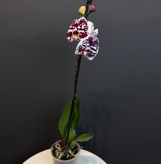 Орхидея "Разноцветная"