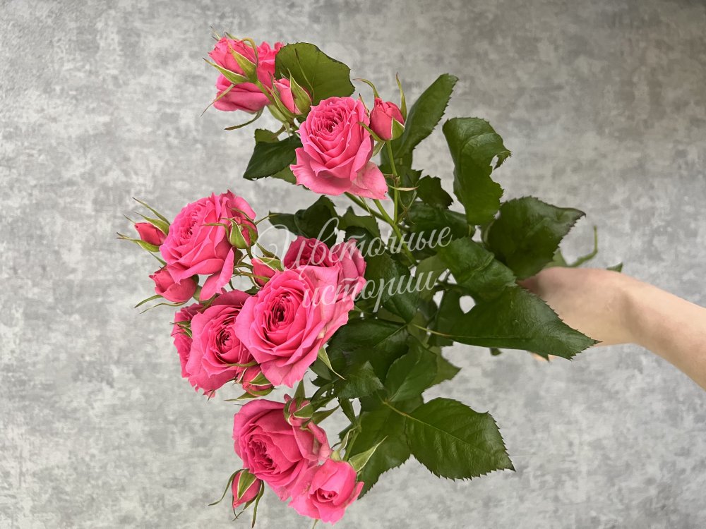 Кустовая роза Пинк Деменшенс