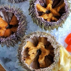 Морские ежи / 1шт/ Sea urchins