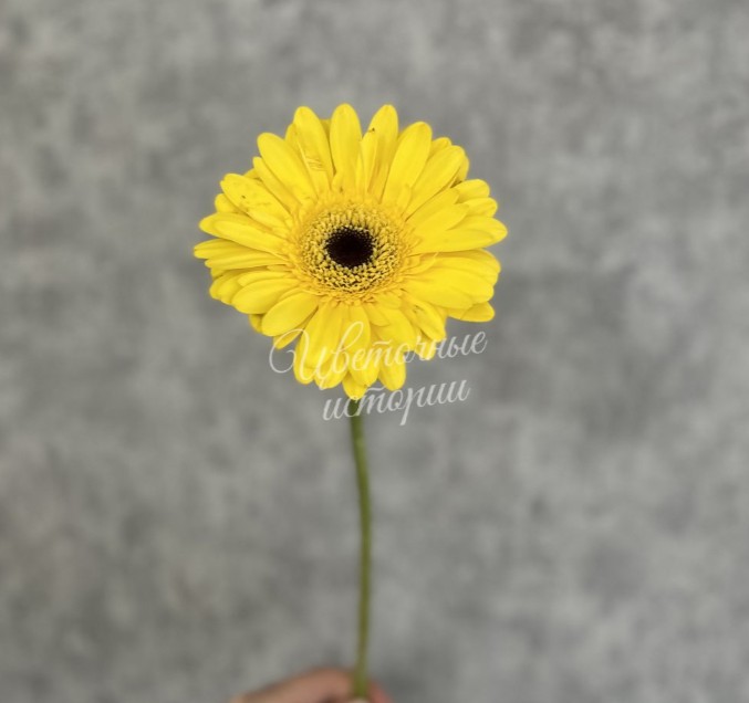 Желтая гербера
