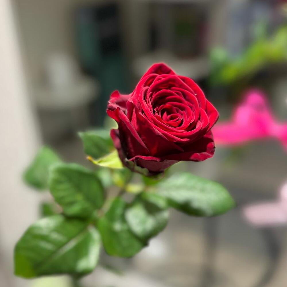 Роза красная 60 см