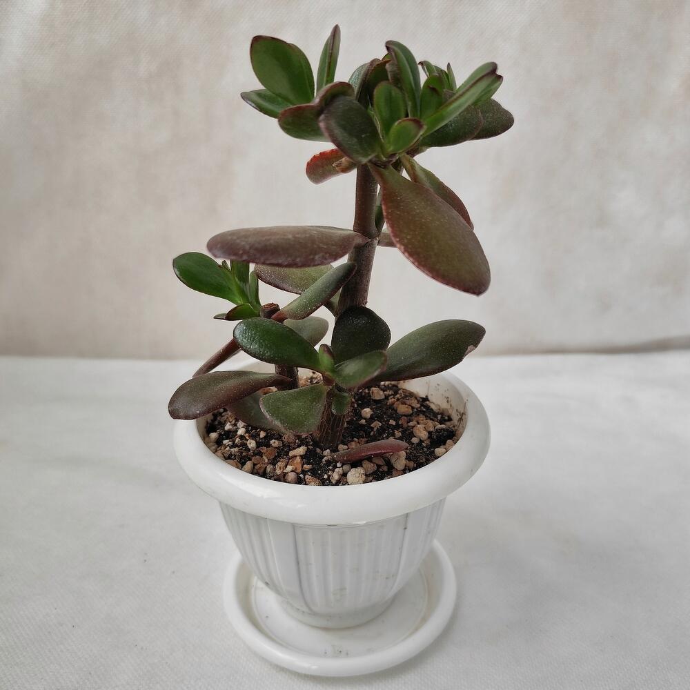 Крассула (Денежное дерево) в горшке, арт002