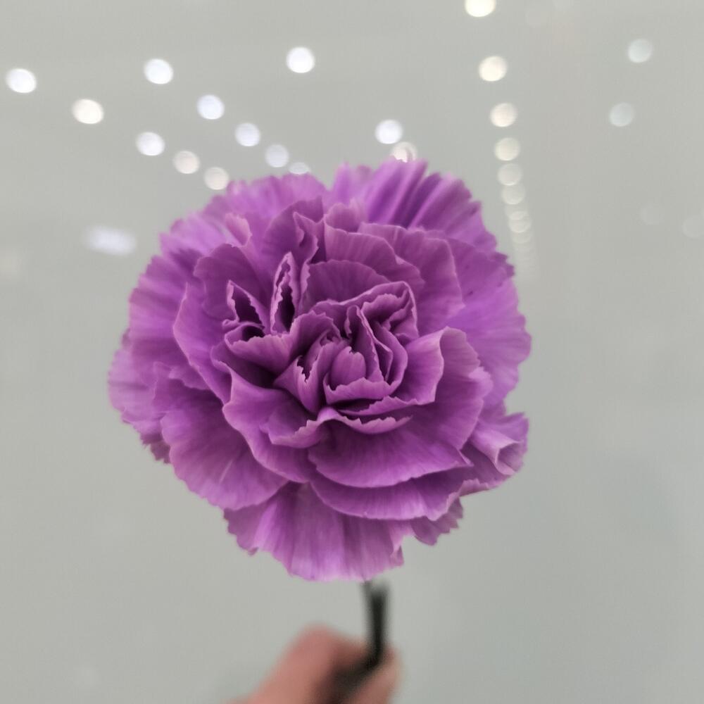 Диантус фиолетовый