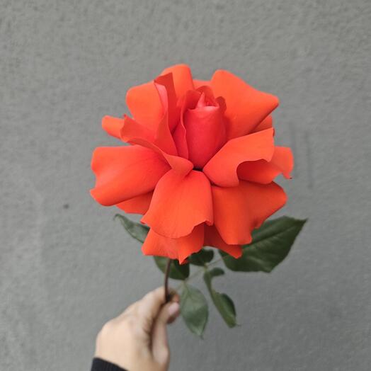 Алая французская роза