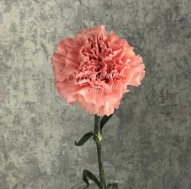 Гвоздика розовая